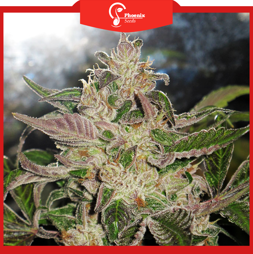 Purple Kush (Feminized)
