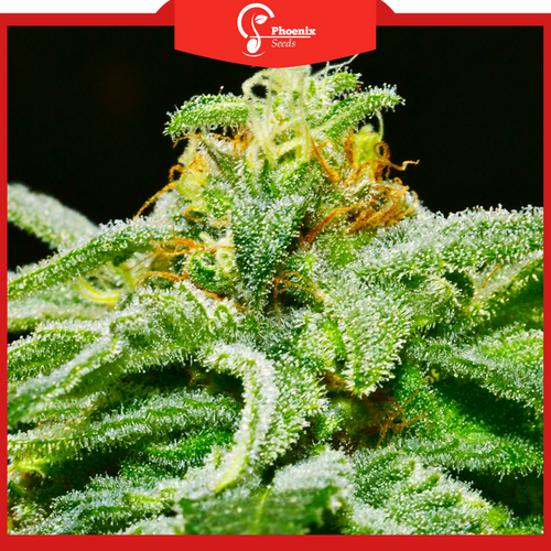 Skunk (Auto-Flower)