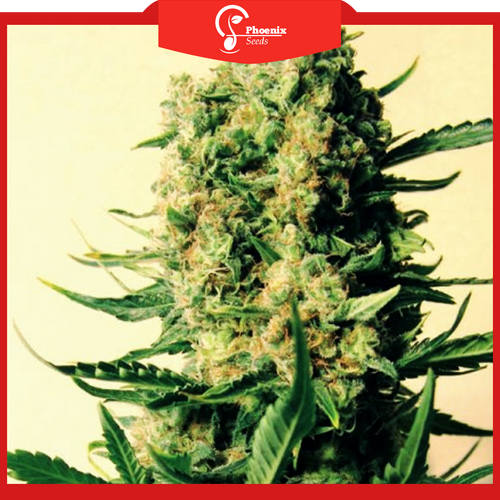 Somango x Critical (Feminized)