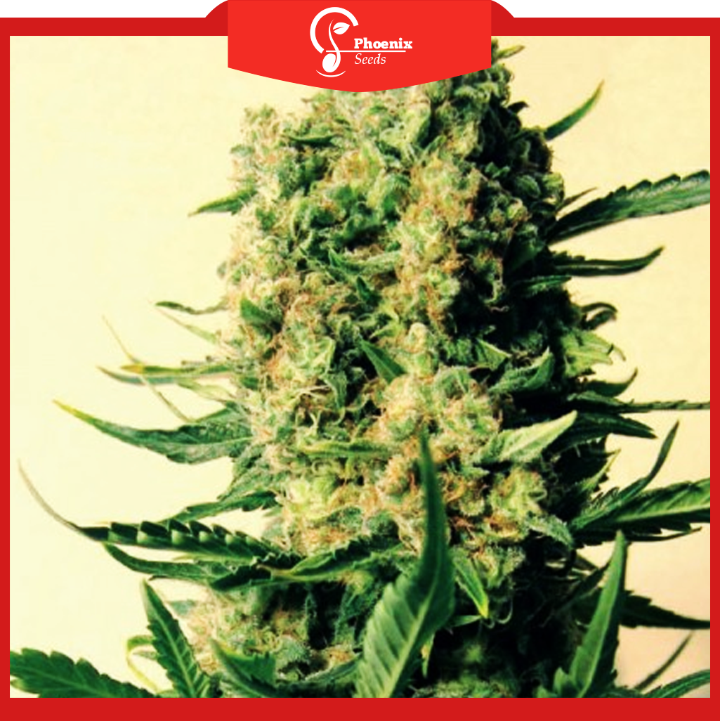 Somango x Critical (Feminized)