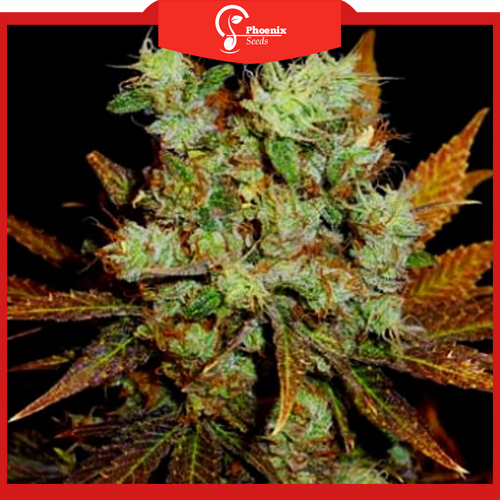 Somango (Feminized)
