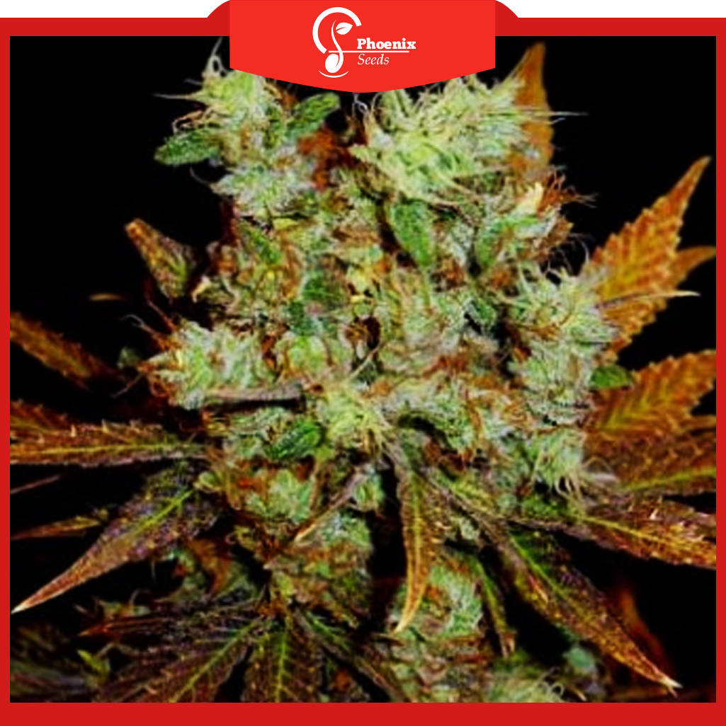 Somango (Feminized)