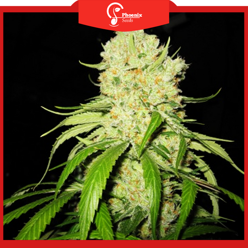 Strawberry (Feminized)