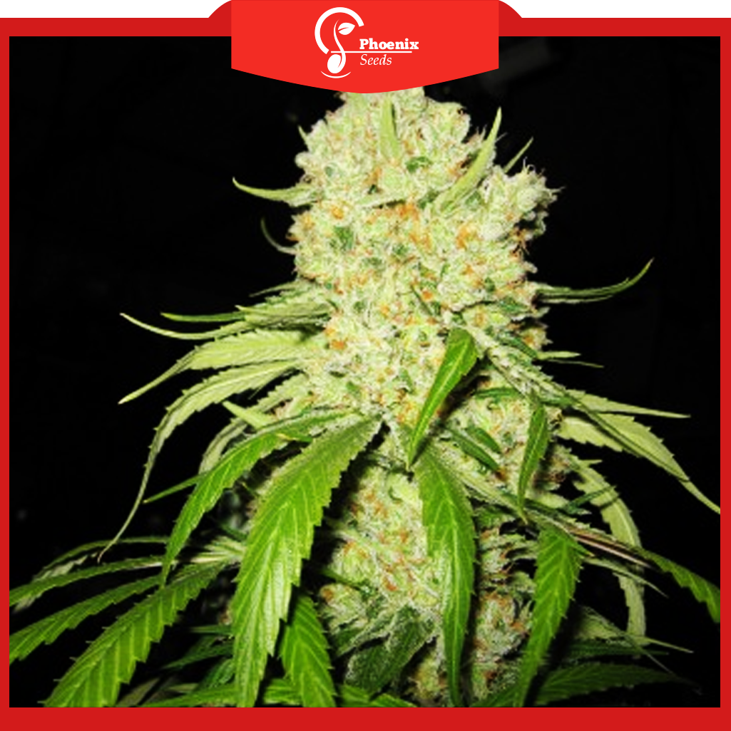 Strawberry (Feminized)