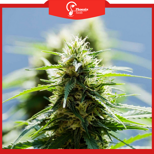 Super Afghan (Feminized)