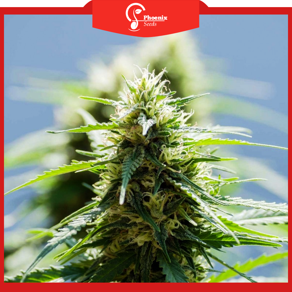 Super Afghan (Feminized)
