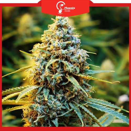 Super Lemon Haze (Feminized)