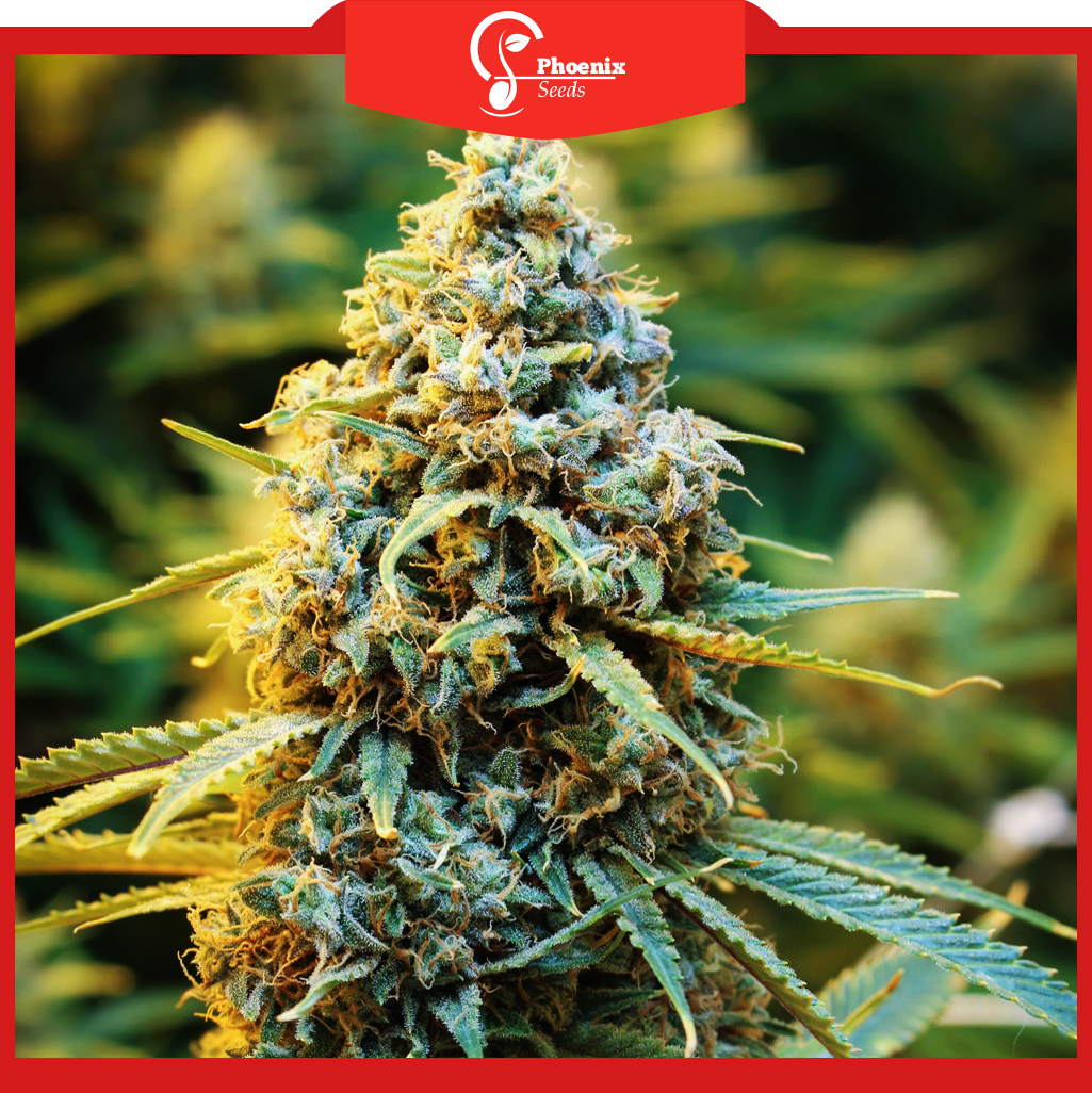 Super Lemon Haze (Feminized)