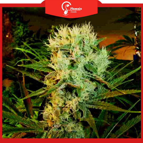 Super Silver Haze (Feminized)