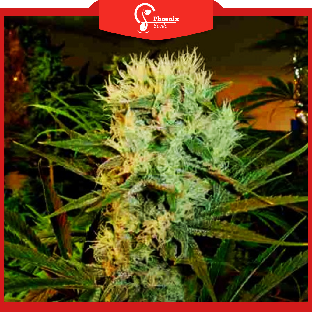 Super Silver Haze (Feminized)