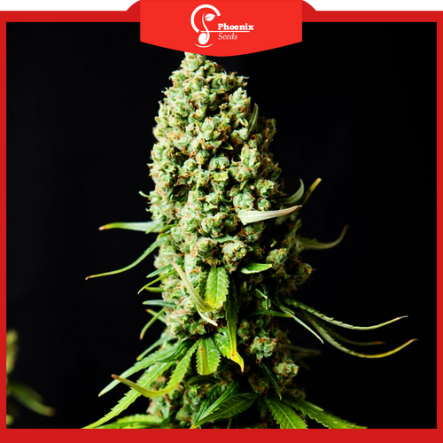 Super Skunk (Feminized)