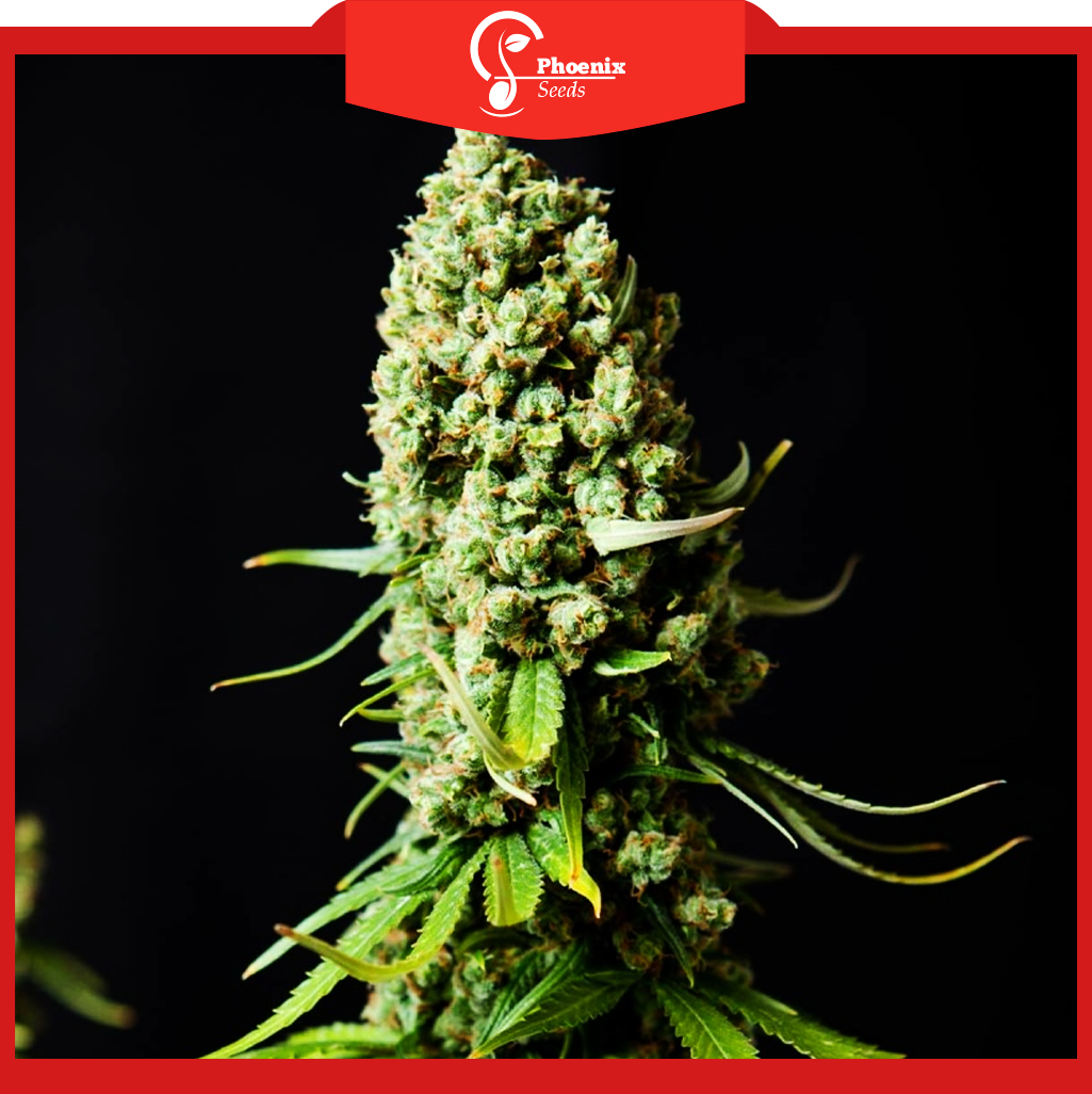 Super Skunk (Feminized)