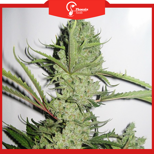 Sweet Berry (Feminized)