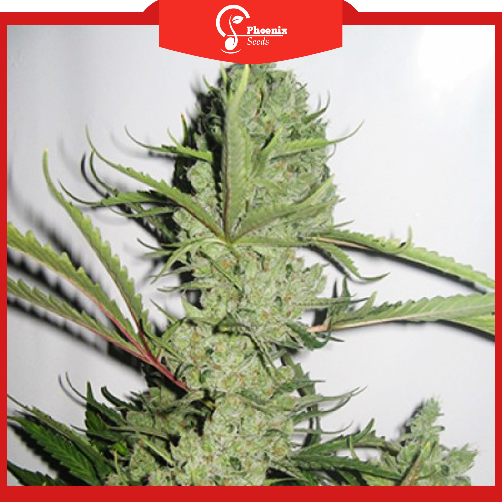 Sweet Berry (Feminized)