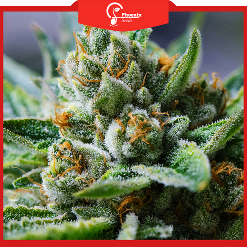 Sweet Tooth (Auto-Flower)