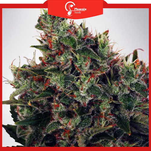 White Amnesia (Feminized)