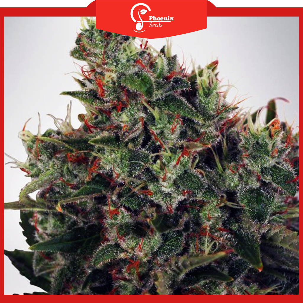 White Amnesia (Feminized)