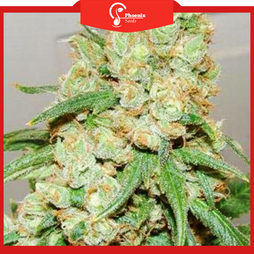 White Chocolate (Feminized)