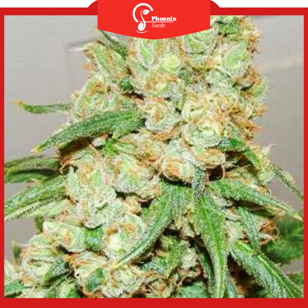 White Chocolate (Feminized)