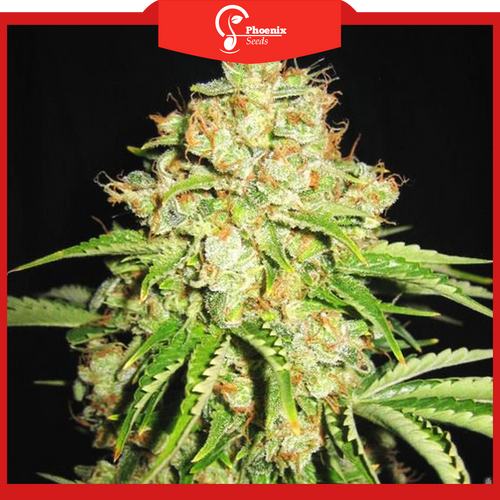 White Russian (Feminized)