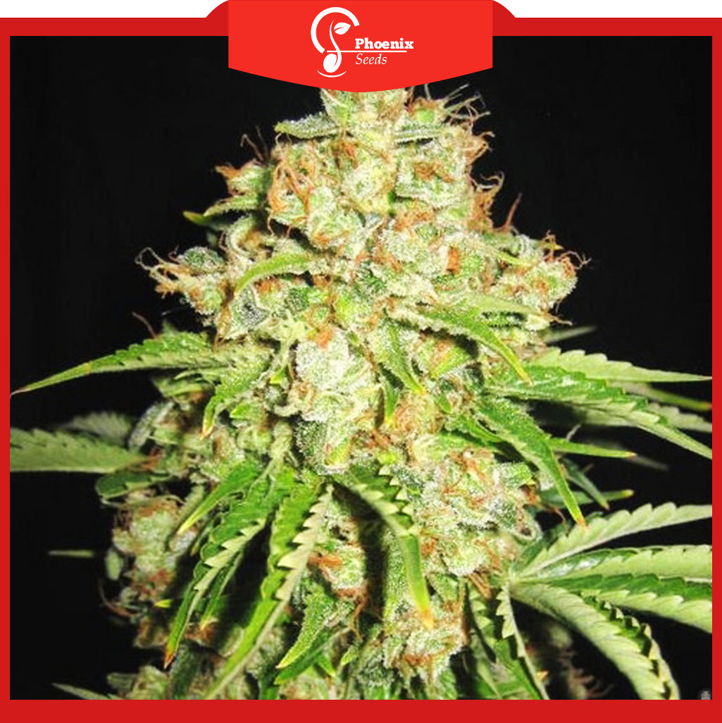 White Russian (Feminized)