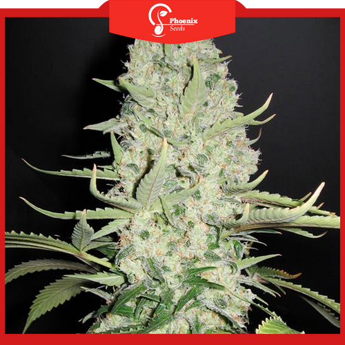 White Widow (Feminized)