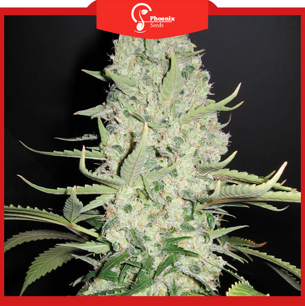 White Widow (Feminized)