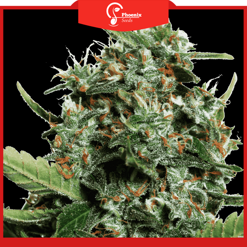 XXL (Auto-Flower)
