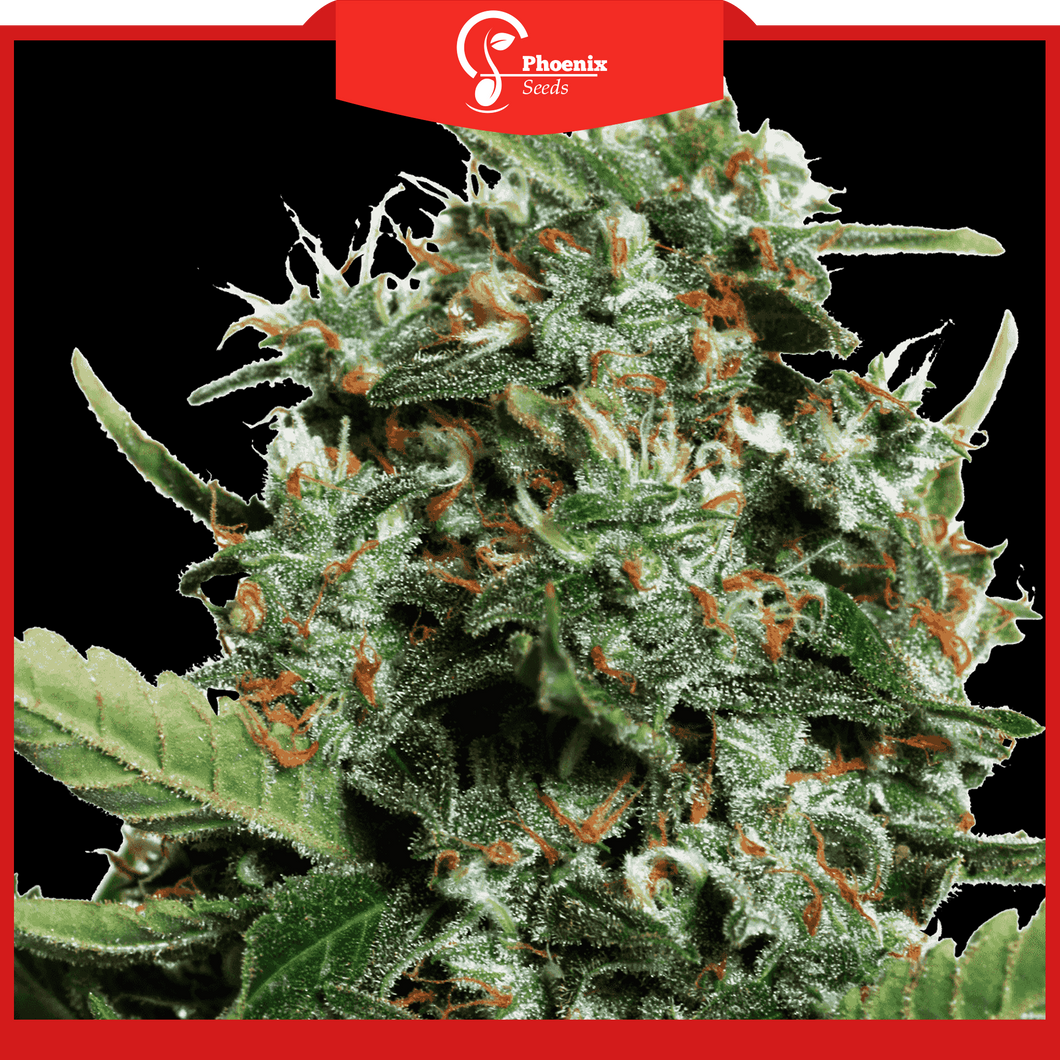 XXL (Auto-Flower)